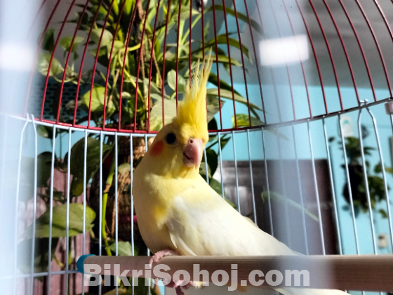 Cockatiel bird